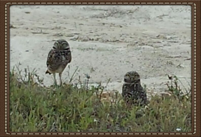 A World of Owls and&nbsp;Humans